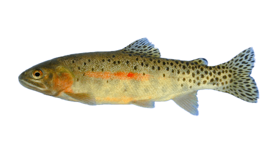 Trucha degollada o cutthroat (Oncorhynchus clarkii), con la marca roja bajo la mandíbula
