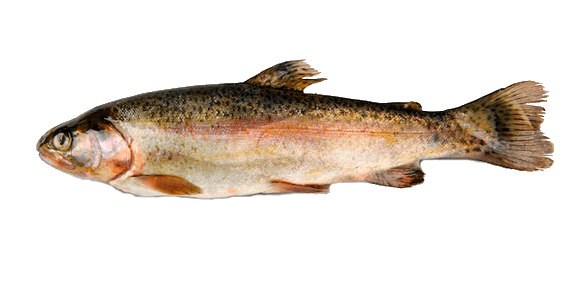 Trucha arcoíris (Oncorhynchus mykiss), con la banda rosada lateral que le da nombre
