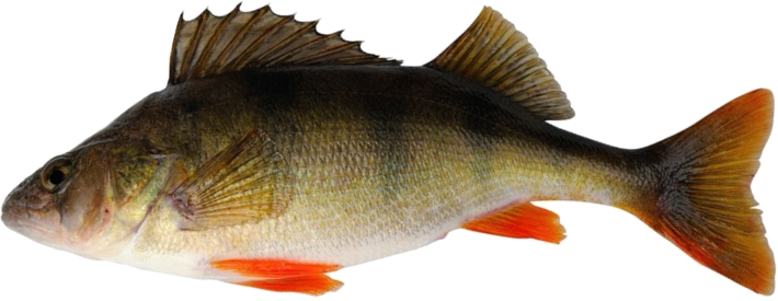 Perca