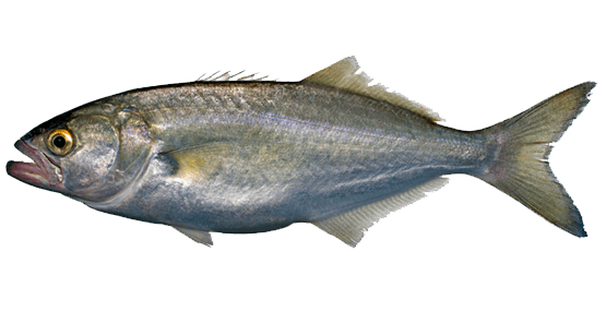 Anjova, Anchoa de banco, Anchova, Pez azul