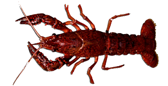 Cangrejo de Río Americano