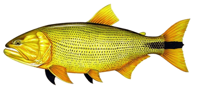 Dorado, Pirayú, Pirajuba