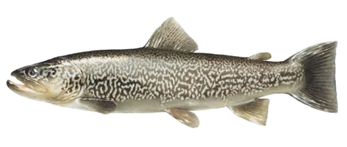 Trucha marmorata (Salmo marmoratus), con su característico jaspeado marmóreo de líneas pardas