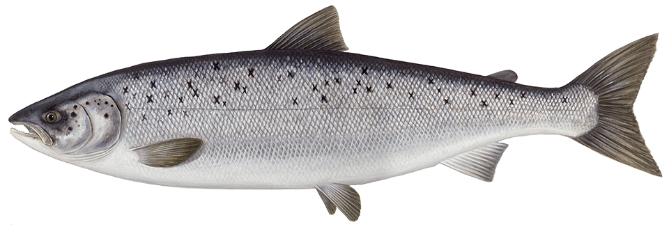 Salmón atlántico