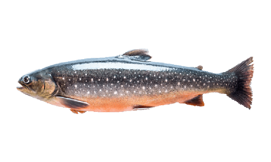Trucha alpina o char (Salvelinus alpinus), salmónido circumpolar