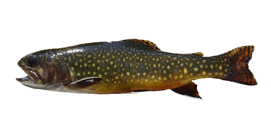 Trucha de arroyo o fontinalis (Salvelinus fontinalis), salvelino de colores vivos con jaspeado dorsal y bordes blancos en las aletas
