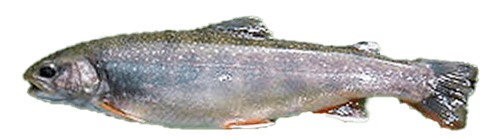 Dolly Varden (Salvelinus malma), salvelino del Pacífico norte