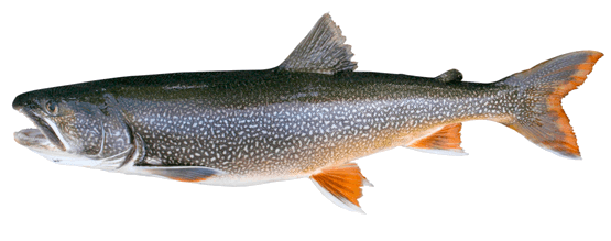 Trucha de lago o lake trout (Salvelinus namaycush), salvelino de gran tamaño con manchas claras y cola muy ahorquillada