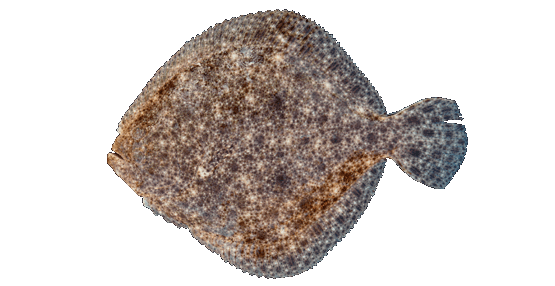 Rodaballo
