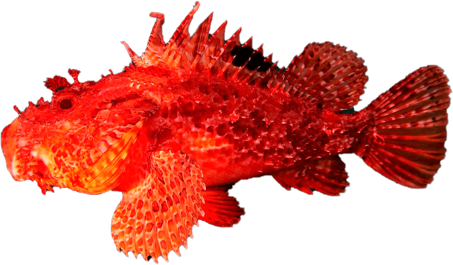 Rascacio