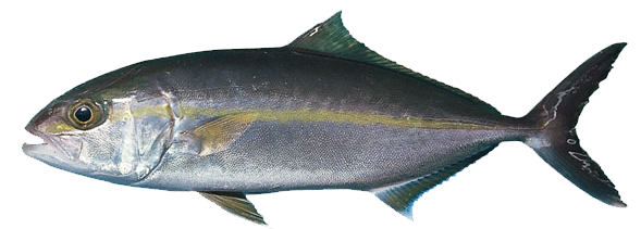 Serviola