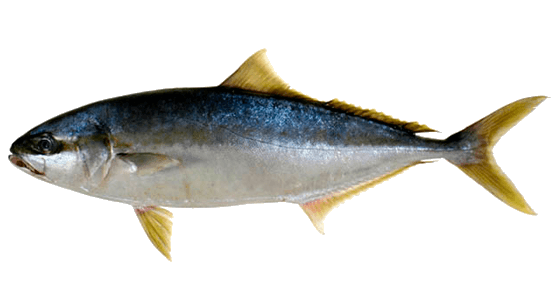Serviola Chilena, Pez limón, Jurel de Castilla