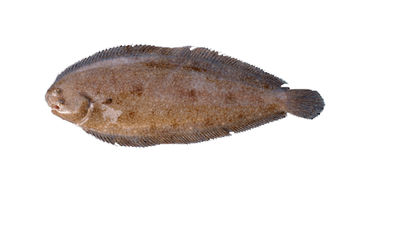 Lenguado
