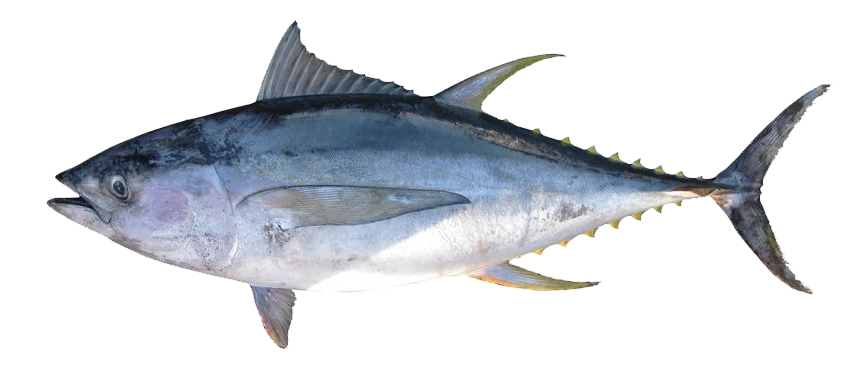 Rabil